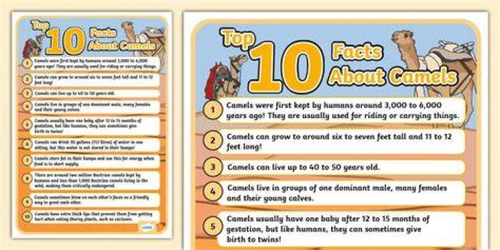 10 Interesting Facts About Camels