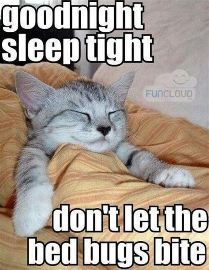 101 Good Night Memes for When You Want Funny Goodnight Wishes