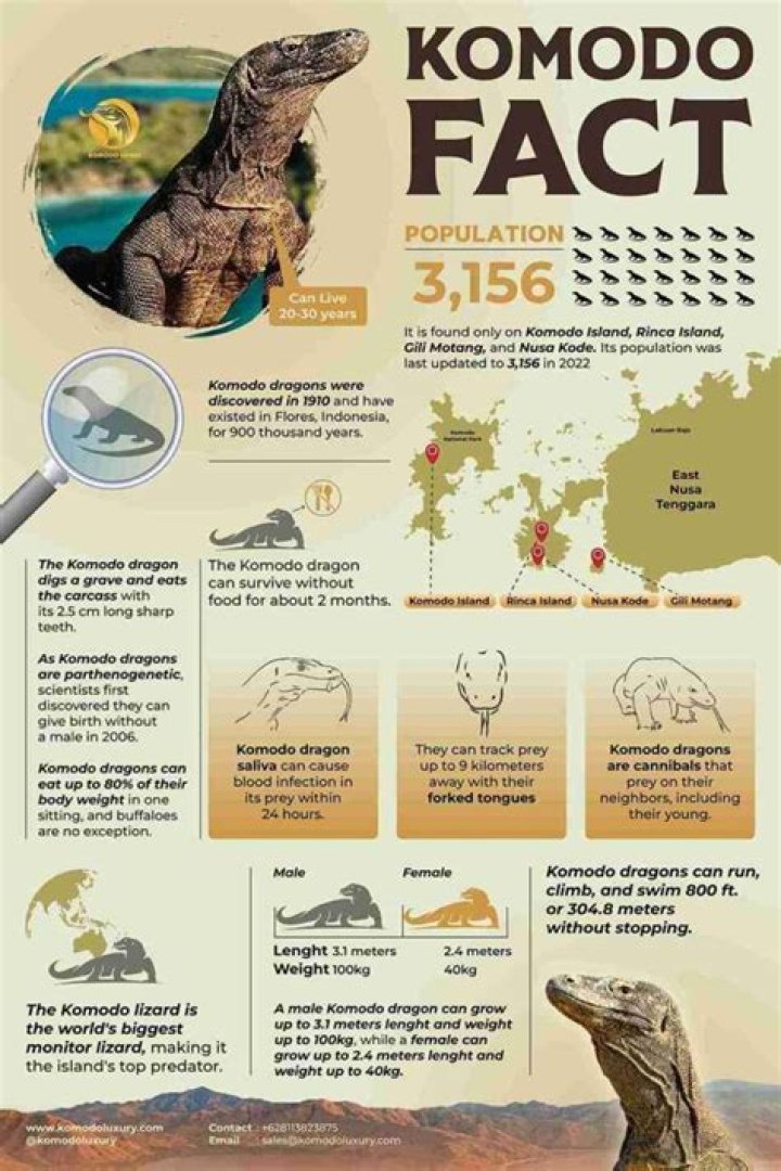 12 Surprising Facts About Komodo Dragons (2022)