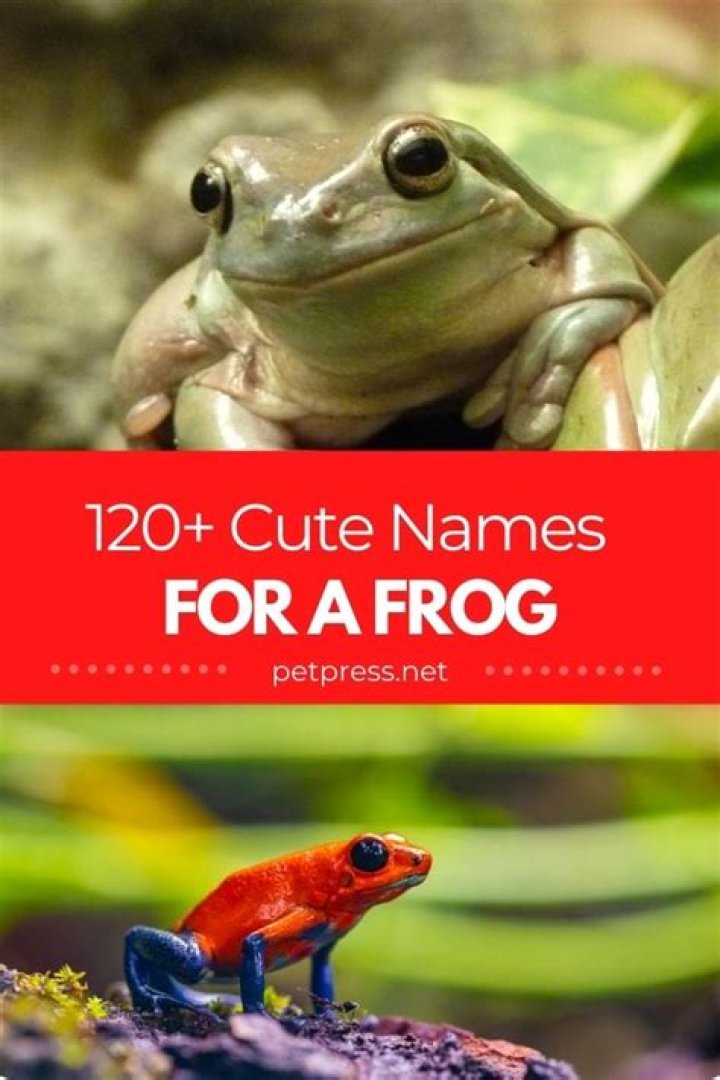 120+ Cute Frog Names Cute Name Ideas To Give A Pet Frog