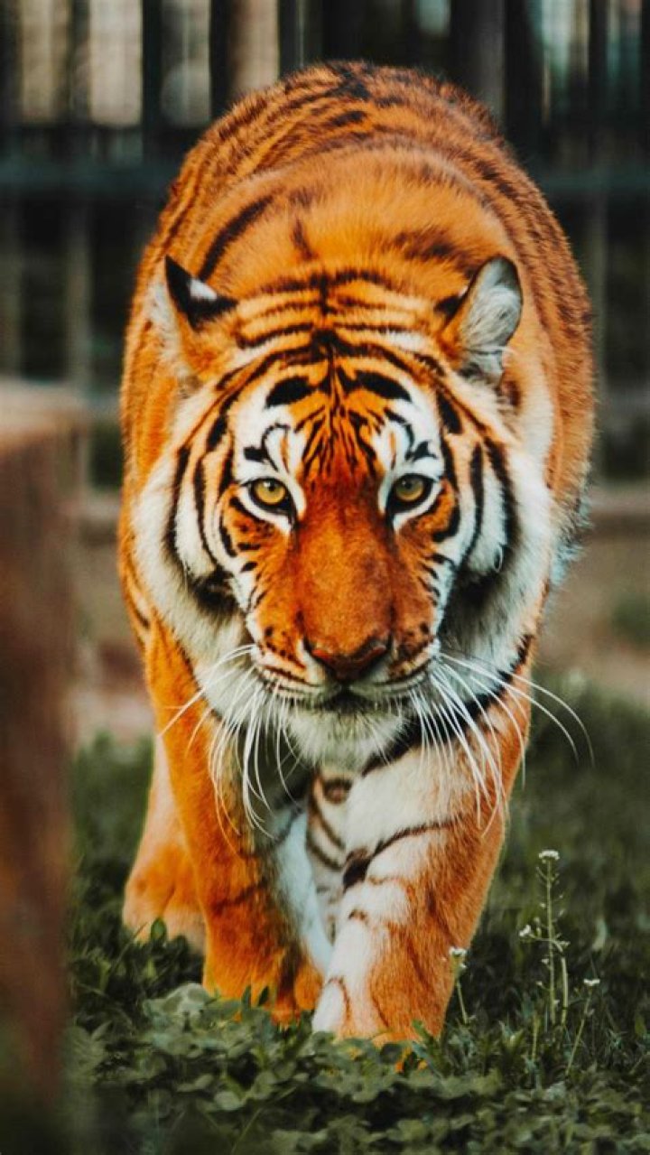 127 best images about tiger mist on Pinterest Tops online, Party