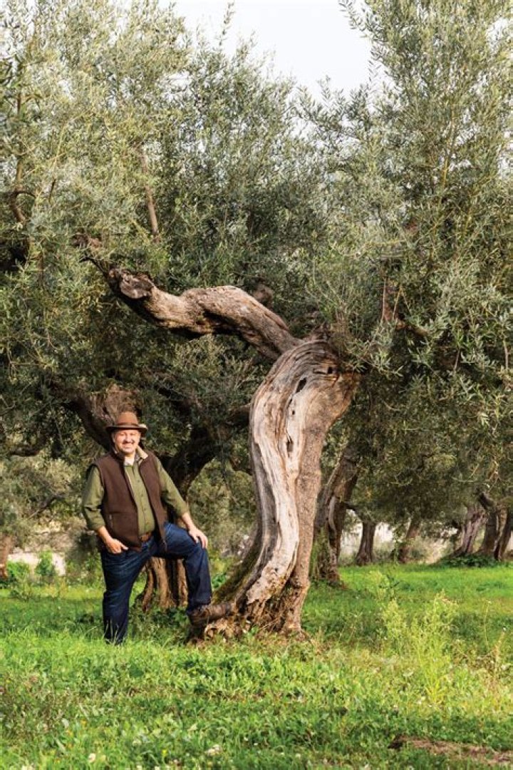 💛Oliver Tree💛 Tree icon, Olive tree, Oliver