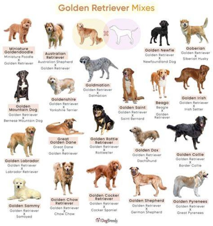 16 Golden Retrievers Mixed With Dachshund Page 4 The Paws