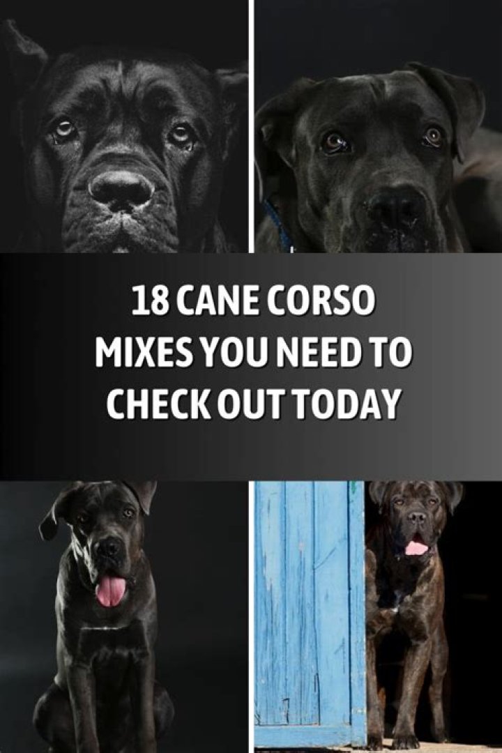 18 Cane Corso Mixes You Need To Check Out Today