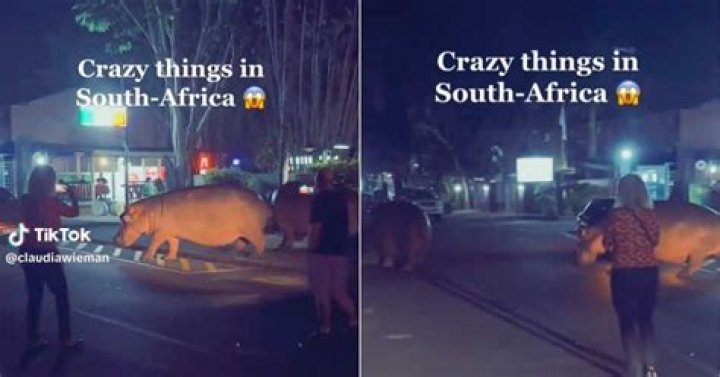 2 Hippos in St Lucia Streets Excite Bystanders, South Africans