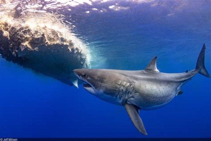 20FootLong Female Great White Shark Named Deep Blue Is The World's