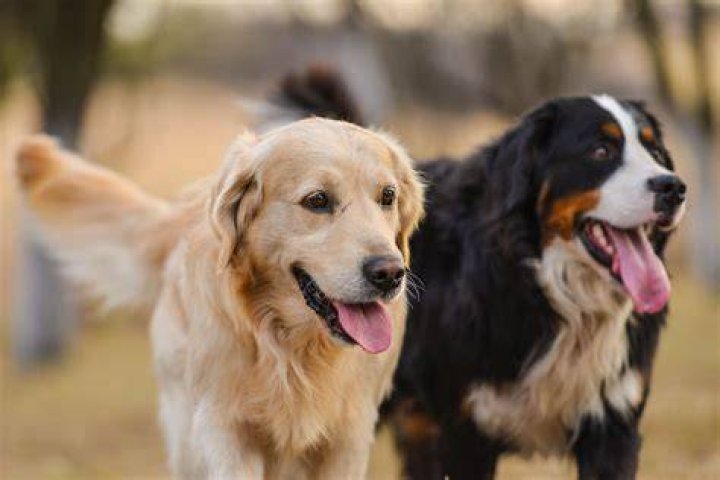 23+ Golden Retriever Crossed With Wiener Dog l2sanpiero