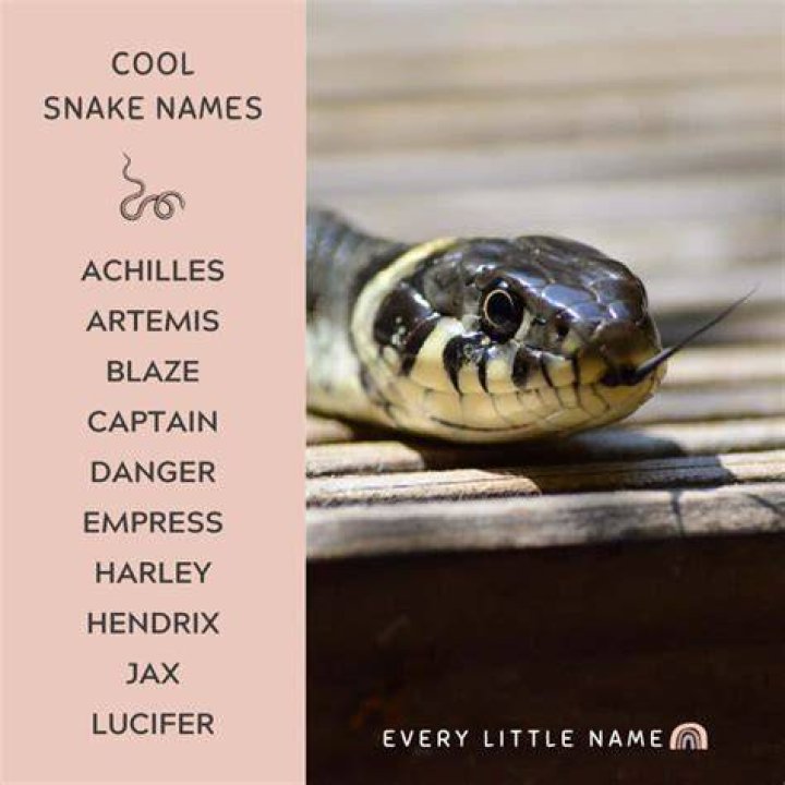300+ Best Snake Names (Cute, Cool, and Hissterical) Every Little Name