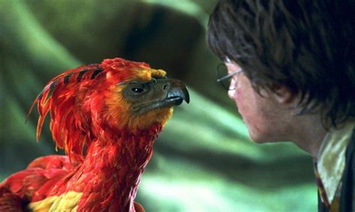 32 thoughts Fawkes might have had during Chamber of Secrets Wizarding