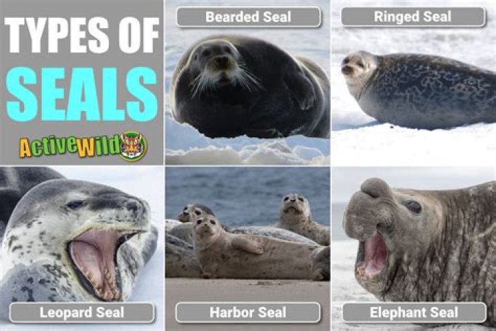 4 Types of Seals Found in Maine (2023) Bird Watching HQ