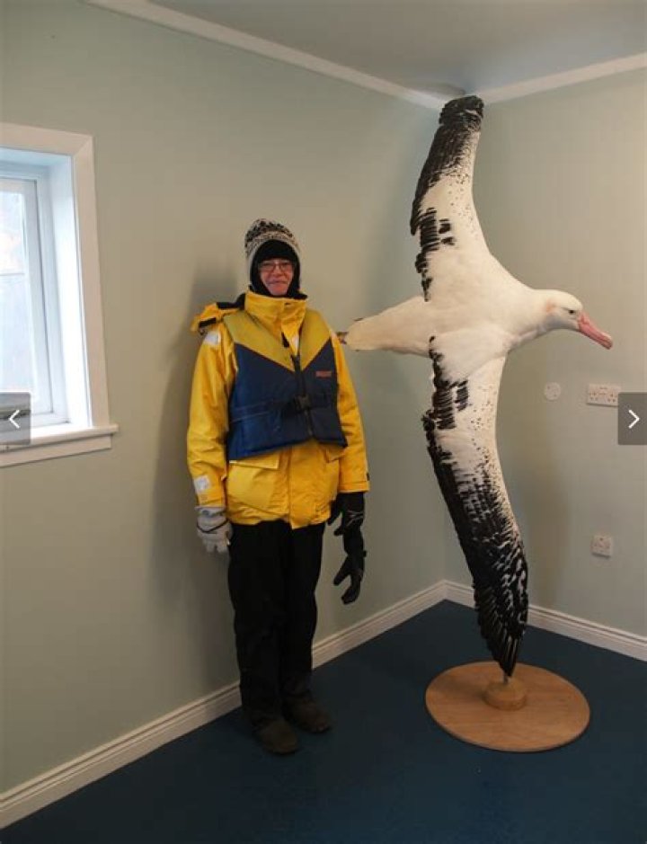 46 Hilarious Wandering Albatross Puns Punstoppable 🛑