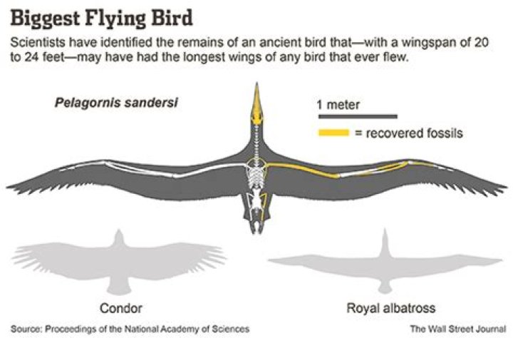 6 Largest Flying Bird In The World By Wingspan And Weight