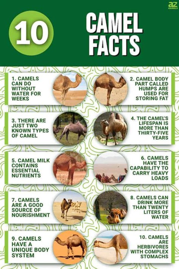 7 Incredible Facts About Camel Mouth The Daily Wildlife