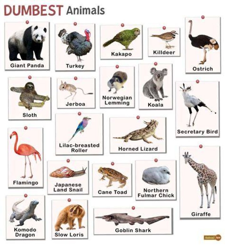 9 Dumbest Animals Ever Dolan Obscure Facts About Life
