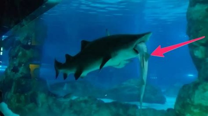 A female shark ate a male shark whole YouTube