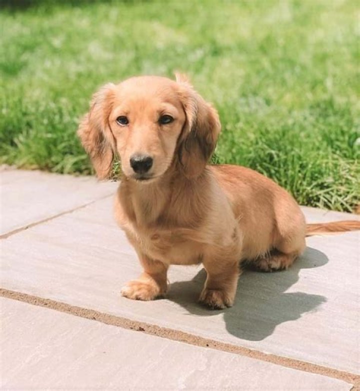 A golden and mini wiener dog ) My Golden Wiener... Pinterest
