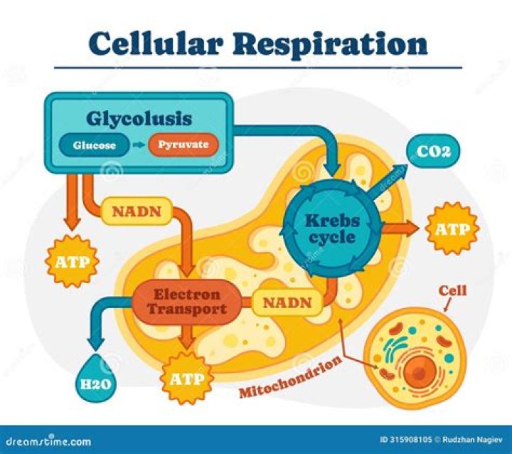 A Journey Into Cellular Energy