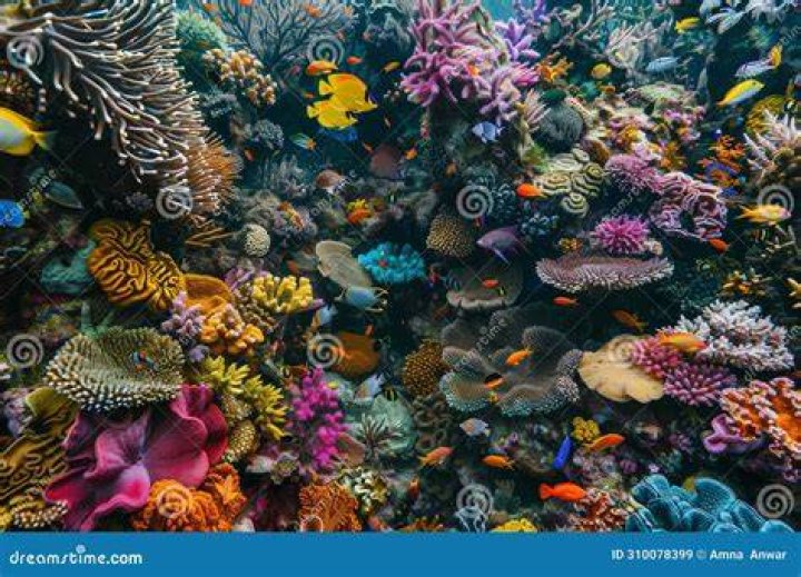 A Journey Into Marine Wonders