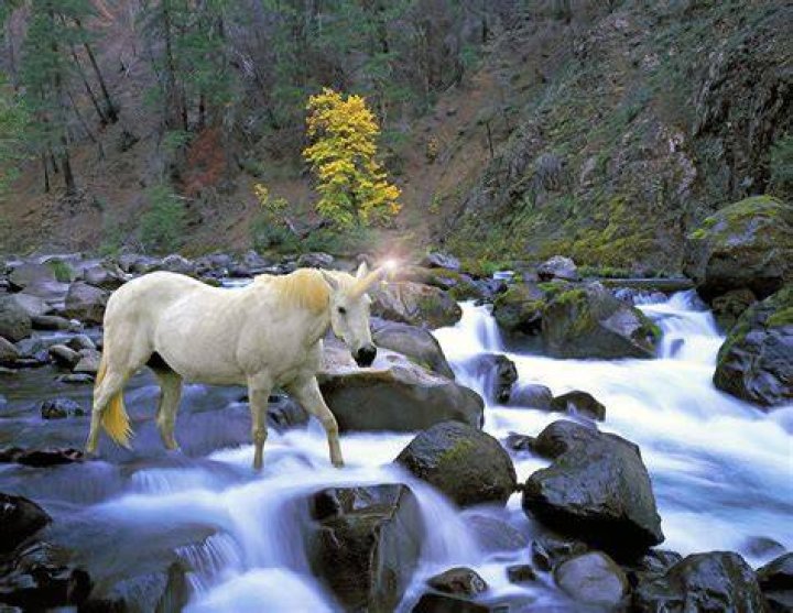 A Unicorn Named River Photograph by Buddy Mays Pixels