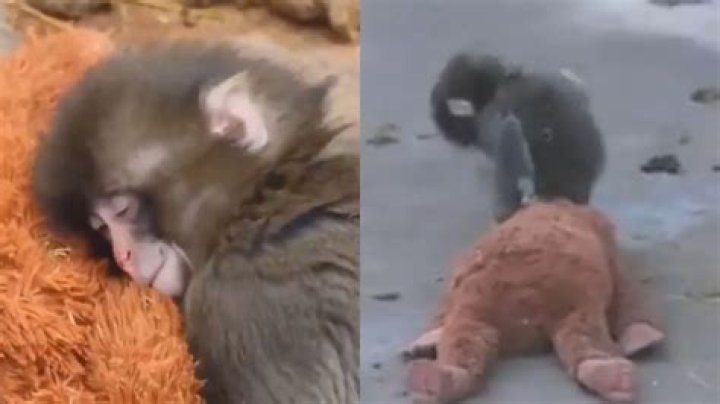 Abandoned baby monkey clings to teddy as she's nursed back to health
