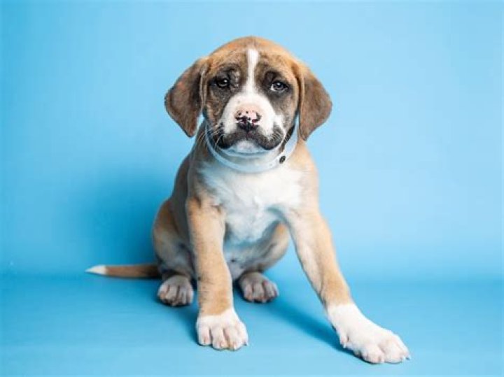 Abandoned Puppy With Mustache Adopted in Arizona