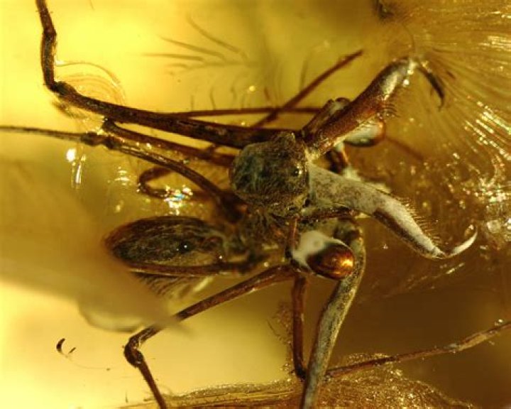 Absurd Creature of the Week The Barnacle That Invades Crabs in a Not