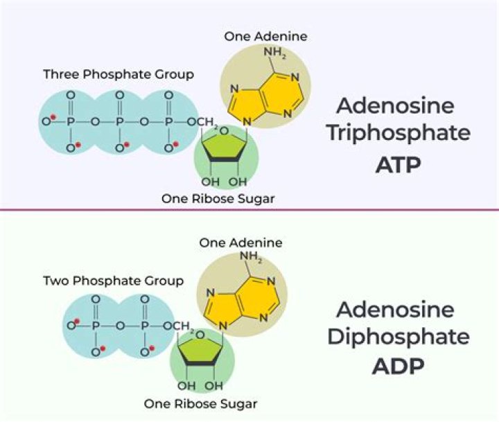 Adenosine triphosphate Definition and Examples Biology Online