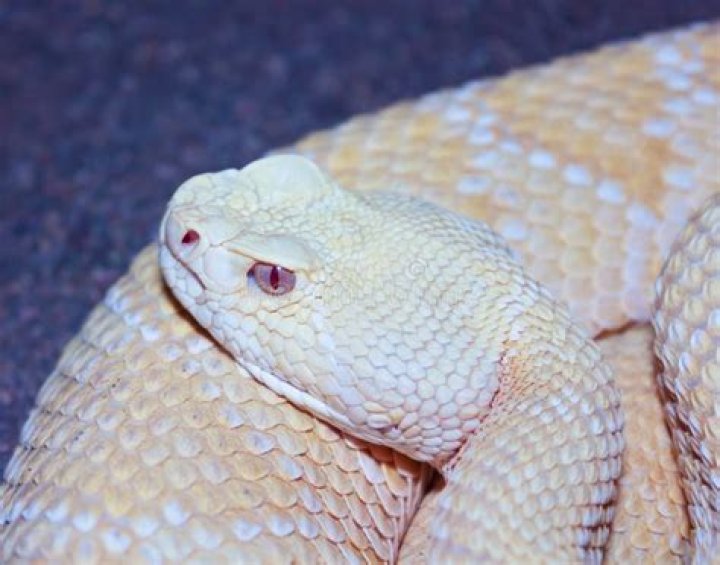 Albino Western Diamondback Rattlesnake, Atrox De Crotalus Image stock