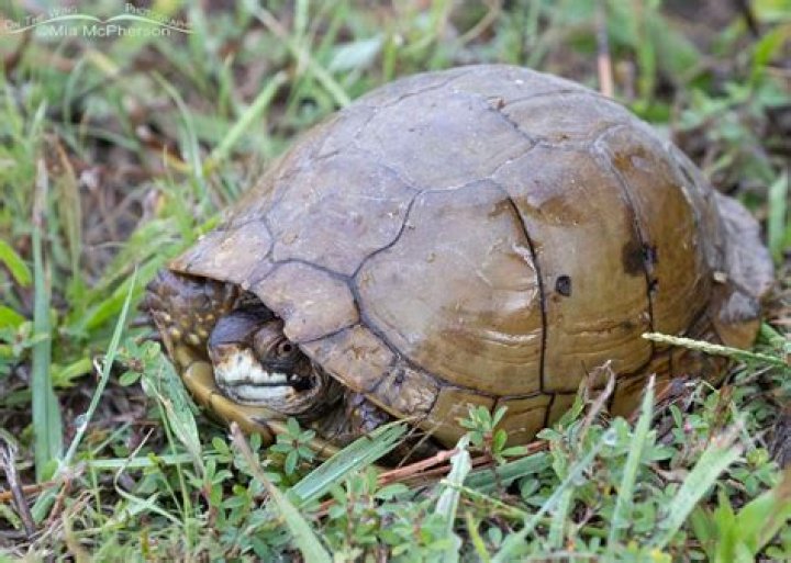 Angry Turtle September 4, 2011 Southampton, Ontario Snappi&hellip; Flickr