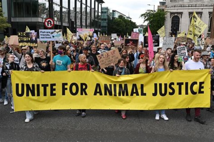 Animal Rights Activist "Sasha Zemmel" Dressed as Ref jersey disrupts