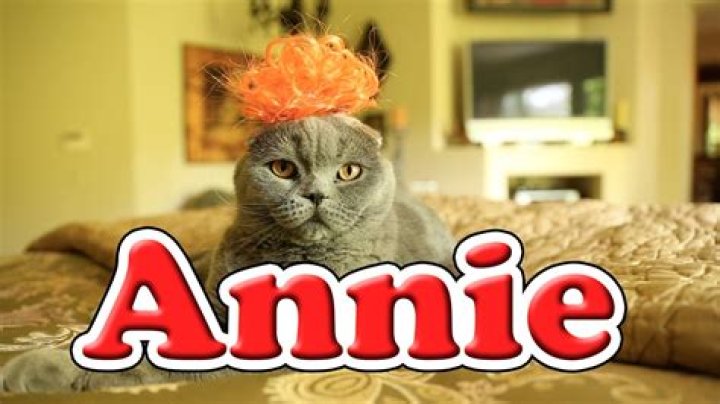 Annie Tomorrow (Cute Kitten Version) YouTube