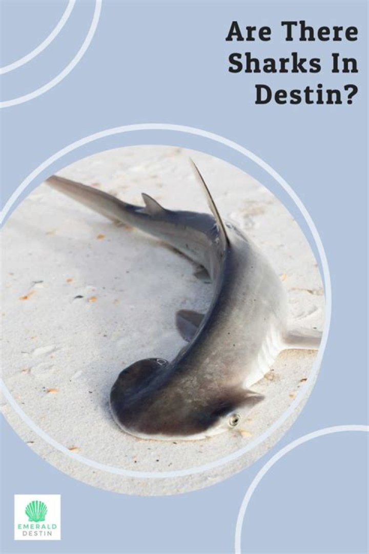 Are There Sharks In Destin, Florida? Dutch Shark Society