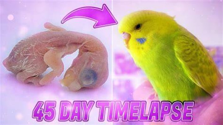 baby budgie / parakeet