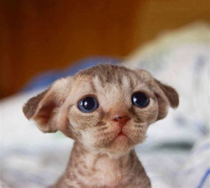 baby Dobby kitty
