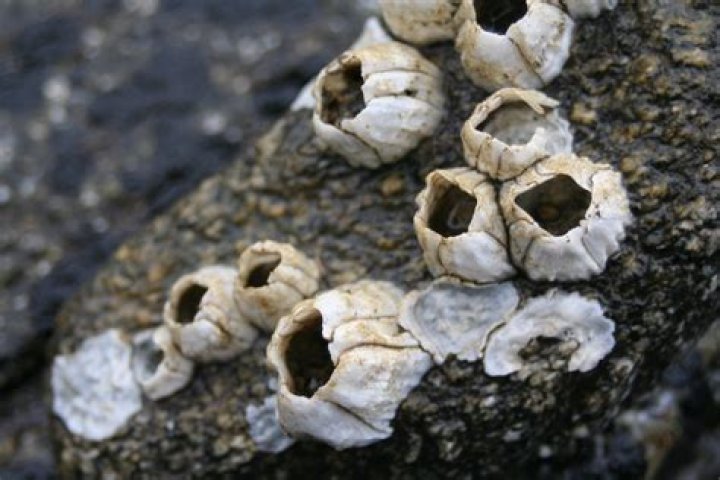 Barnacles are alive , cling permanently to rocks, sea creatures, boats