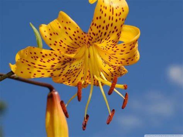 Beautiful Lily Flower Wallpapers The Wondrous Pics