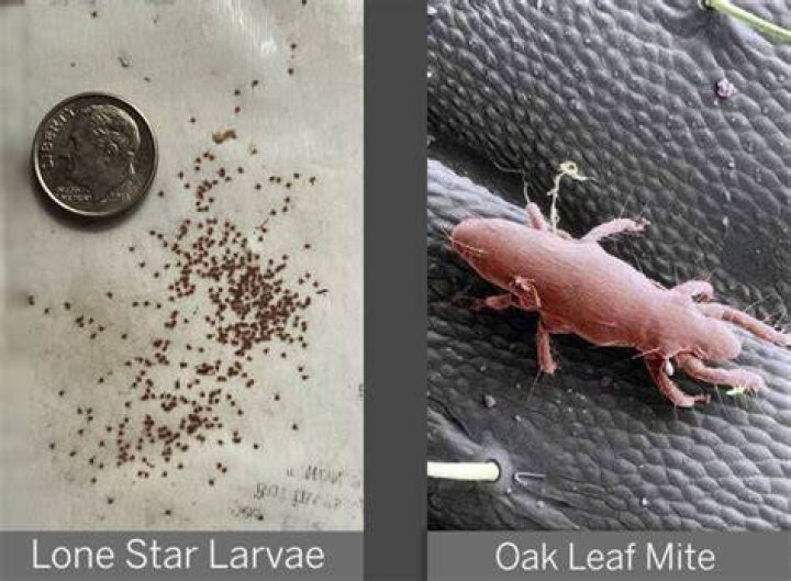 Best Oak Mite Bites Vs Bed Bug Bites Pest Phobia