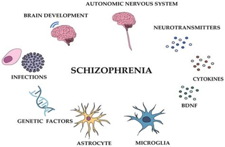Biological Causes of Schizophrenia. STUDYMAT