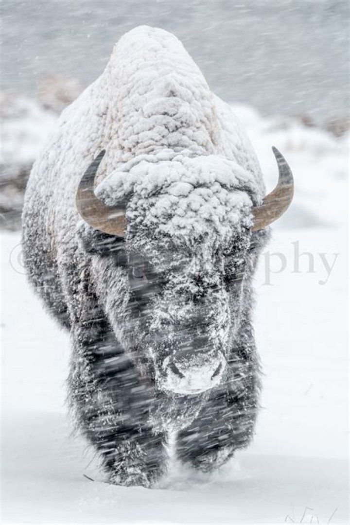 bison walk in the snow