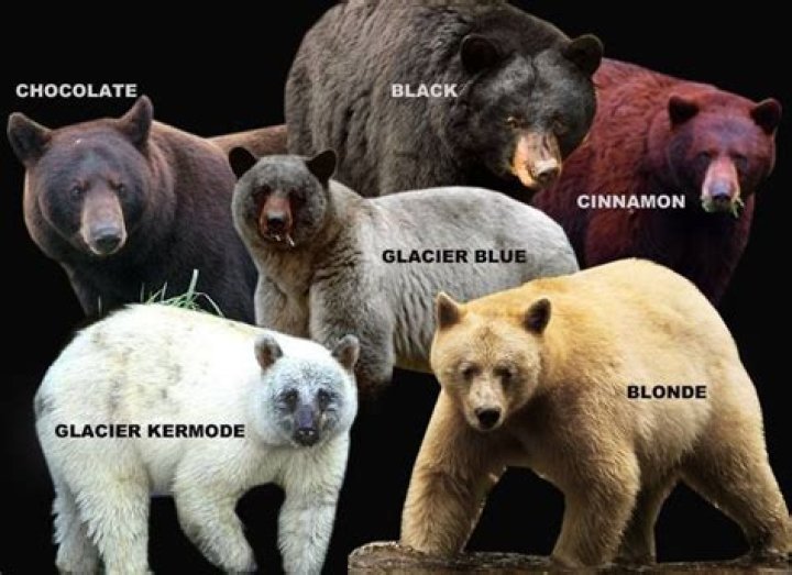 Black bear in &ldquo;cinnamon&rdquo; phase, Cook County, MN. 2019