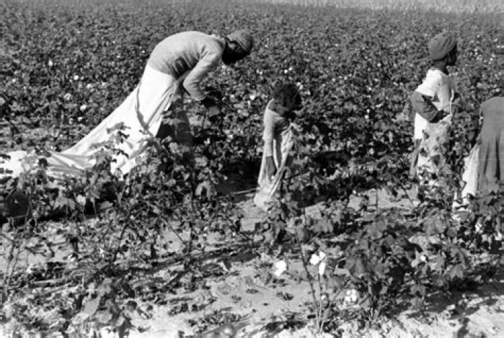 Black workers pick cotton Title Black workers pick cotton&hellip; Flickr
