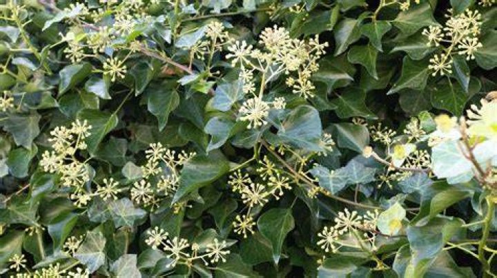 Blooming Earth and Ivy Home