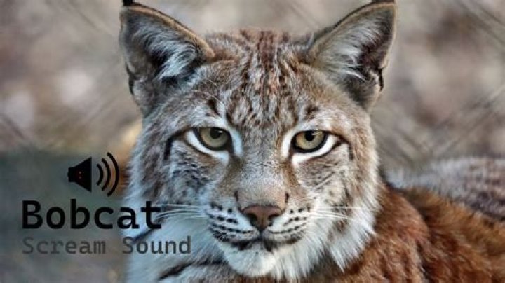 Bobcat Sounds What Does A Bobcat Sound Like? (Haunting Video)