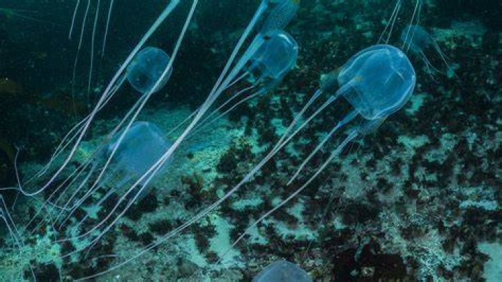Box Jellyfish is the world's most venomous animal in the world, and death can occur within minutes of a sting
