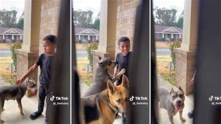 Boy Arrives Home With a Random Pit Bull and German Shepherd, Stressed