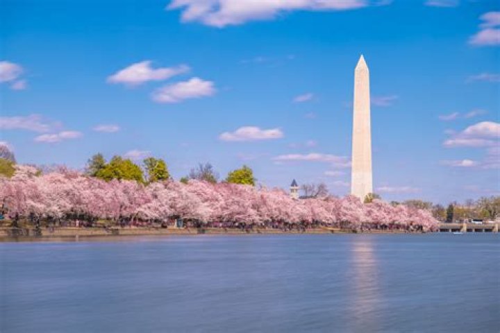 bri + cherry blossoms in 2021 Blossom, Cherry blossom