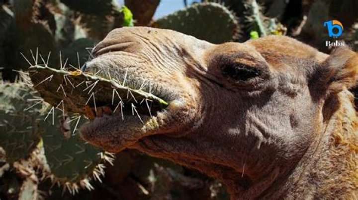 Camel eating cactus YouTube