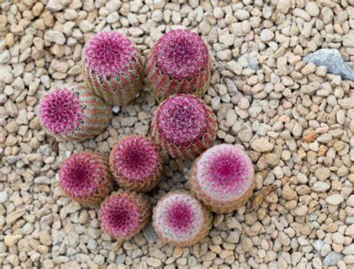 Camels' Ingenious Way Of Consuming Cacti