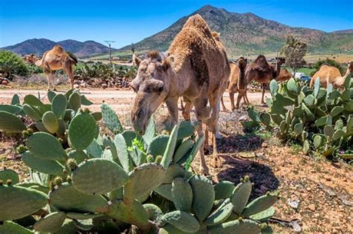 Camels And Cacti In The Desert's Embrace
