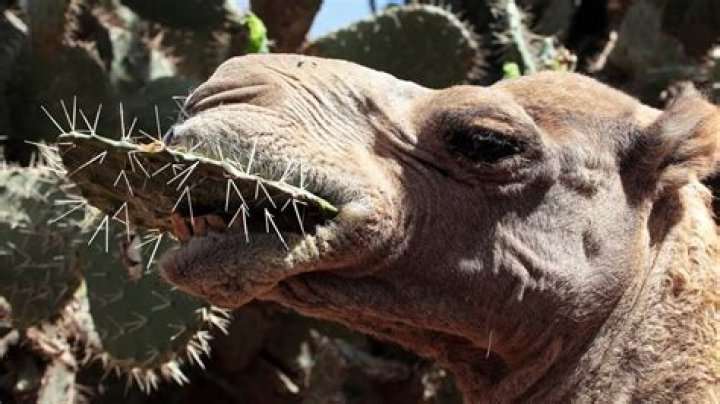 Camels And Their Surprising Cactus Diet